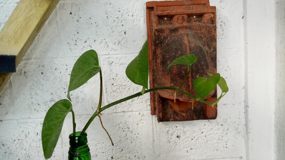 Food & Drinks 5, Adams Wood House, Ernakulam