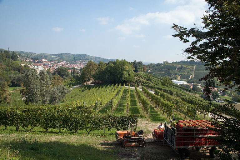 Others 5, Villa Cornarea, Cuneo