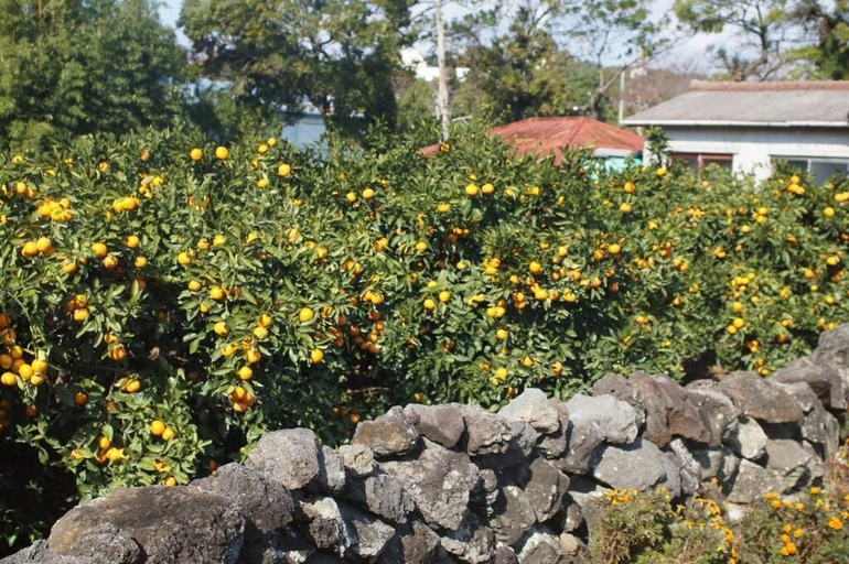 Others 5, Yerae Pension, Seogwipo