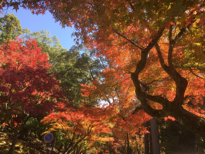 Others 5, Mountain Home Lodge in Deer Park, Nara