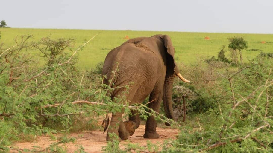 Others 5, Tangi Safaris Lodge, Nwoya