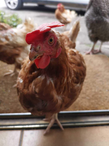 Food & Drinks 5, Penhallow House Glamping Retreat, Cornwall
