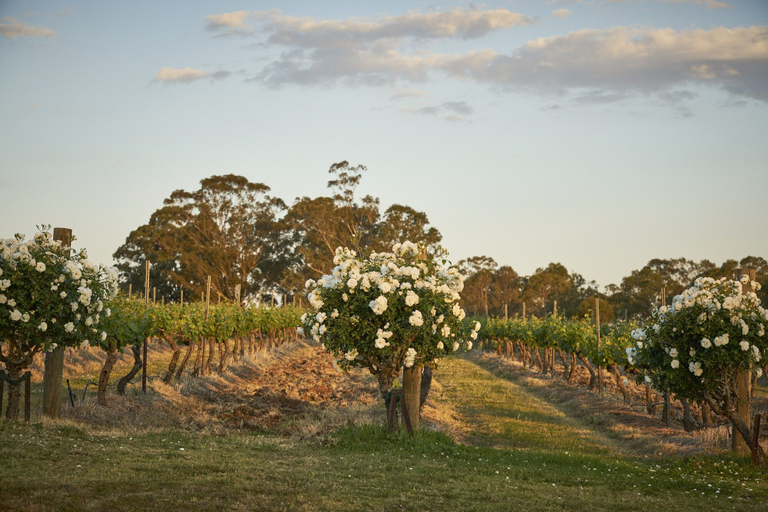 Others 5, Wandin Valley Estate, Cessnock