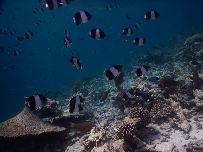 Others 5, Rasdhoo Coralville, North Ari Atoll