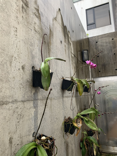 Exterior & Views 2, Green House, Changhua