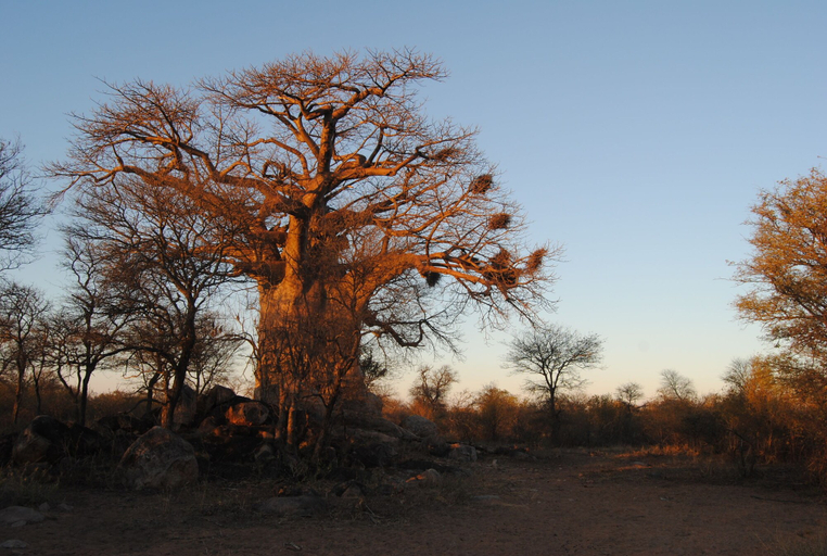 Others 4, Zingela Nature Reserve - Leadwood Lodge, Capricorn