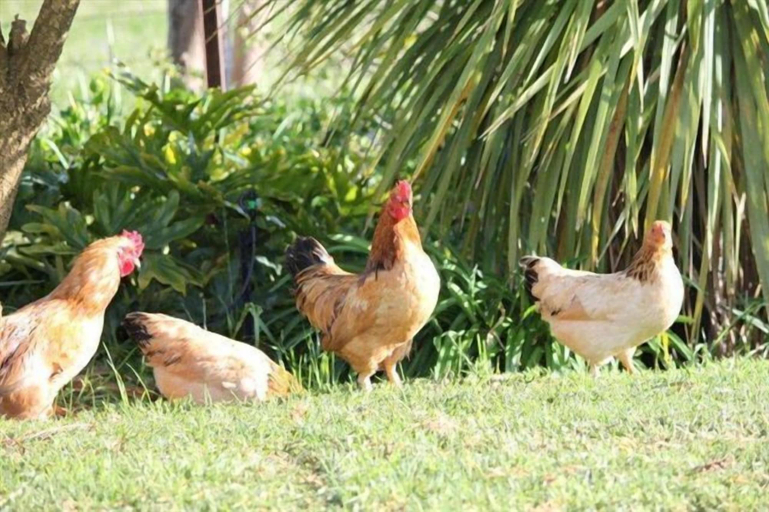 Others 5, Eikelaan Farm Cottages, Cape Winelands