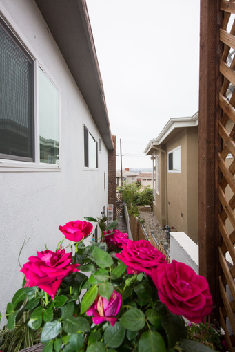 Exterior & Views 2, The Green Ginger Guest House, Los Angeles