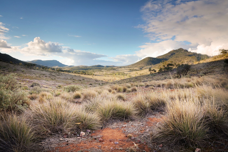 Others 5, Pichi Richi Park, Flinders Ranges