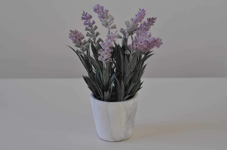 Food & Drinks, The Windsor Garden Apartment, Cardiff