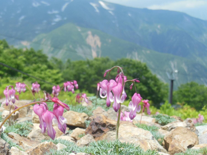Others 5, Pension Ciel, Hakuba