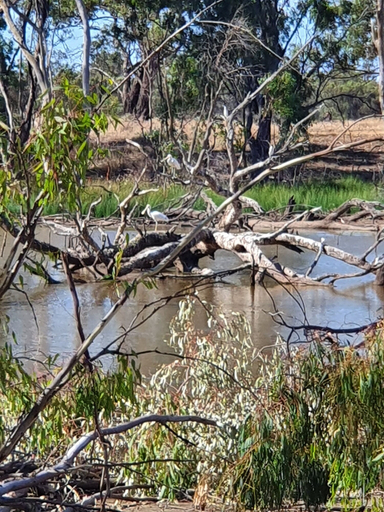 Others 5, Deniliquin Pioneer Tourist Park, Deniliquin