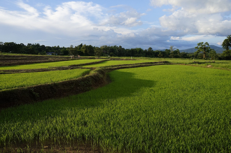Others 5, Ban Nam Hoo, Pai