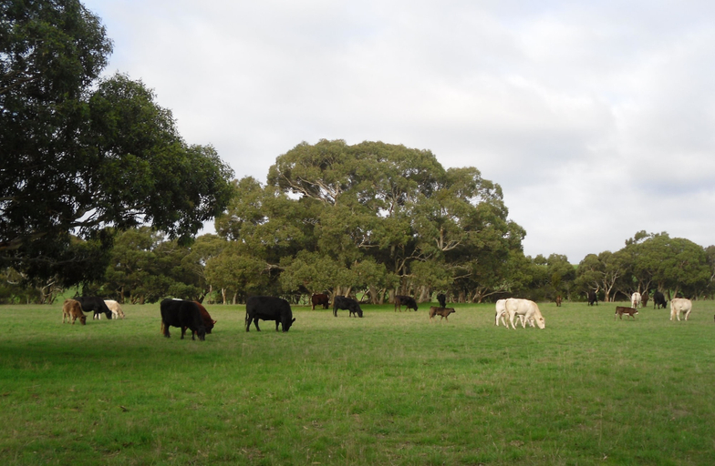 Others 4, Wenton Farm Holiday Cottages, Alexandrina - Coastal