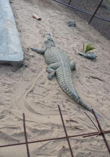 Others 4, El´molo Crocodile Park and Lodge, Bondo