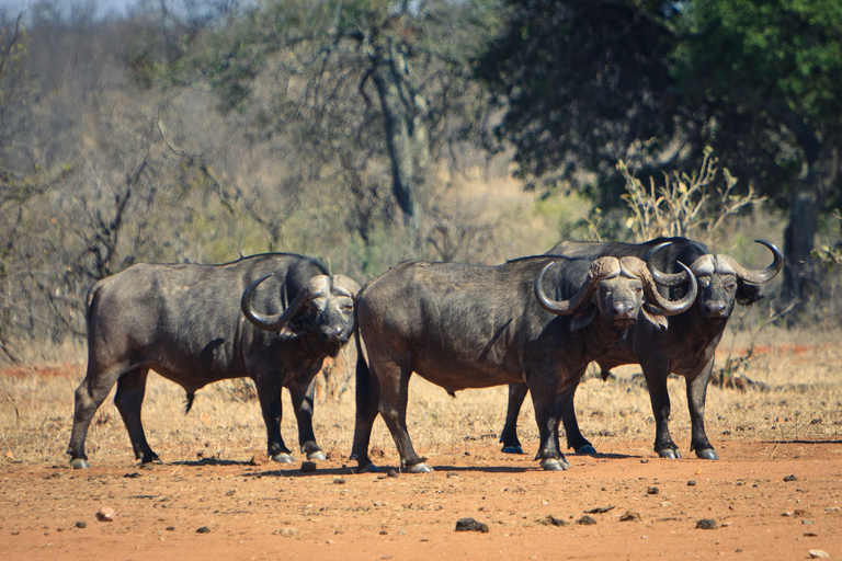 Others 5, Mtomeni Safari Camp, Mopani