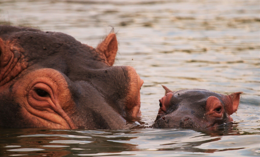 Others 4, Kasenyi Safari Camp, Busongora