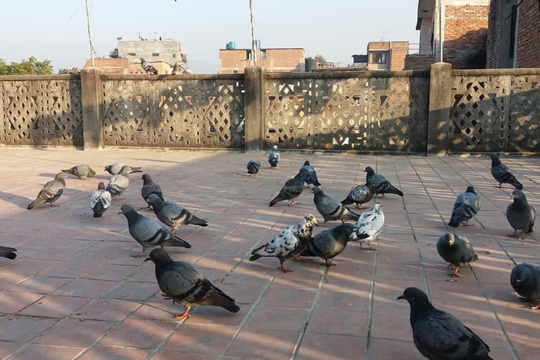 Exterior & Views 2, Mahamanjushree Homestay, Bagmati