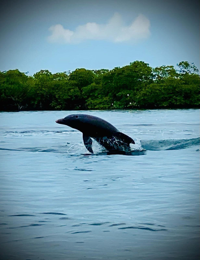 Others 4, El Faro del Colibri, Bocas del Toro