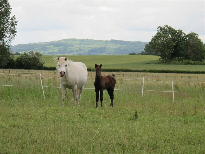 Others 4, Bluebell Farm, Worcestershire