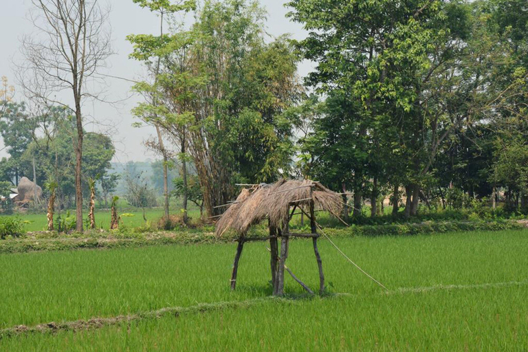 Others 5, Barauli Community Homestay, Lumbini