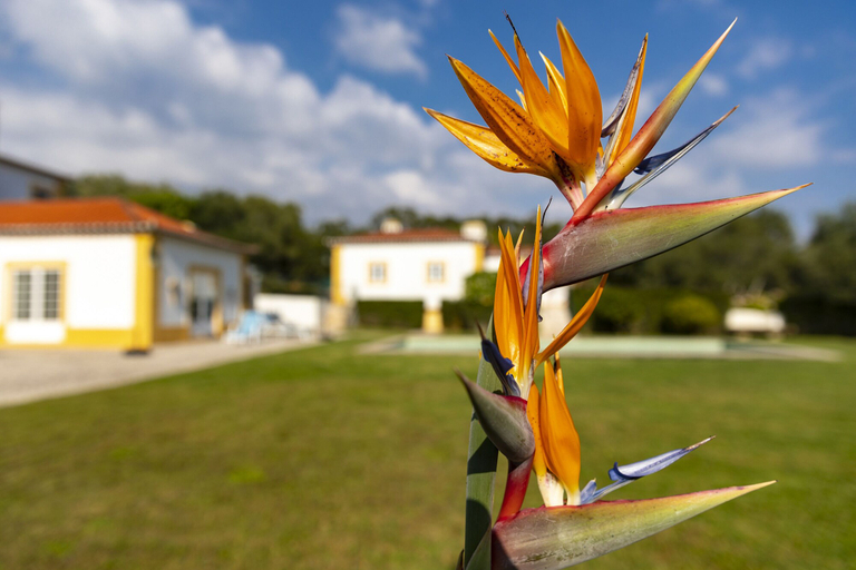 Exterior & Views 2, Quinta do Pé Descalço Guesthouse Sintra, Sintra