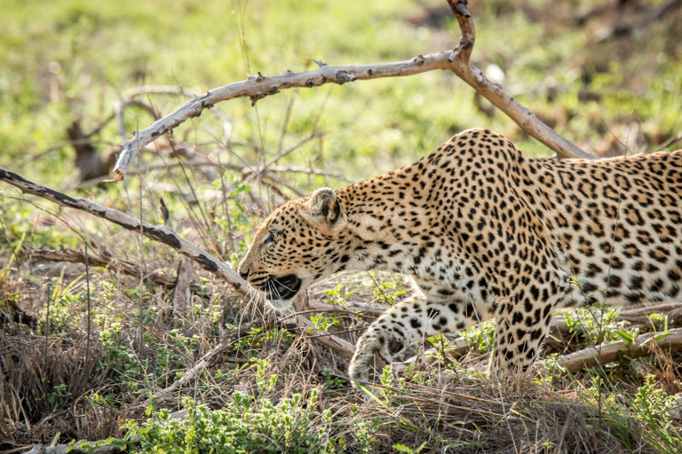 Others 4, Nantwich Hwange, Hwange