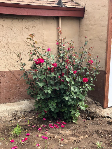 Others 5, Haven Inn Of Chico, Butte
