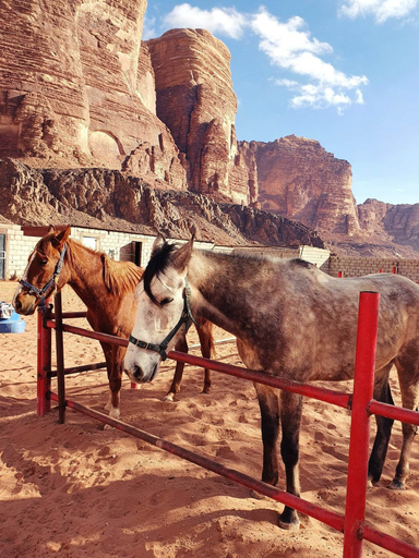 Others 3, Wadi Rum Wanderlust Camp, Aqaba