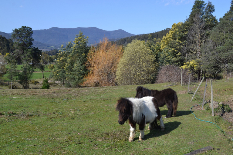 Others 4, Whispering Spirit Holiday Cottages, Huon Valley