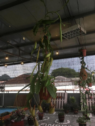 Food & Drinks, Anderson Hotel, Kinta