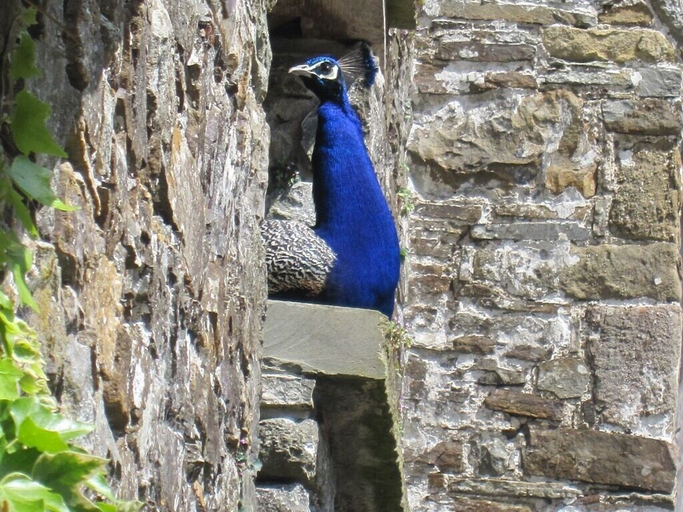 Others 5, Glynhir Mansion, Carmarthenshire
