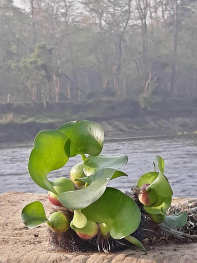 Others 5, Tiger Residency Resort, Narayani