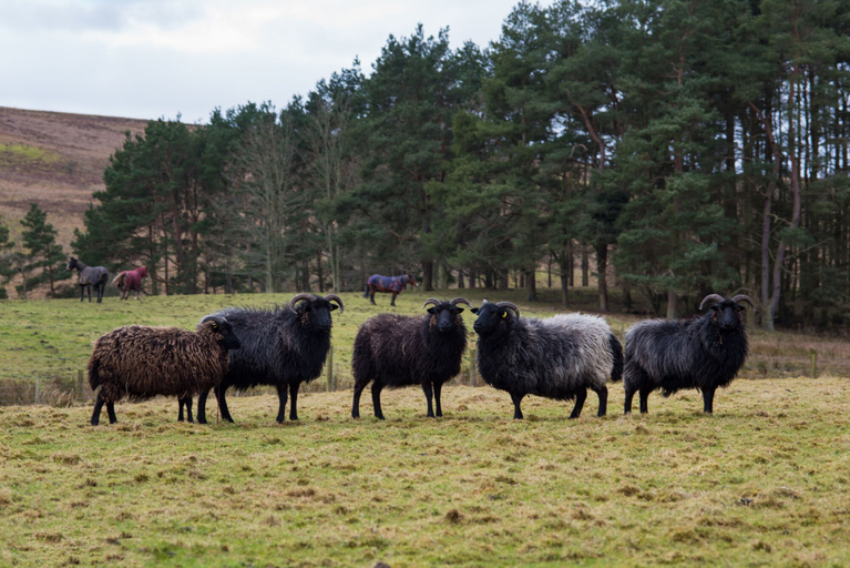 Others 5, Brown Rigg Guest Rooms, Northumberland
