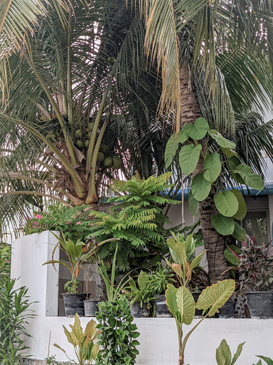 Exterior & Views 2, Dhoadhi Retreat, Kaafu Atoll