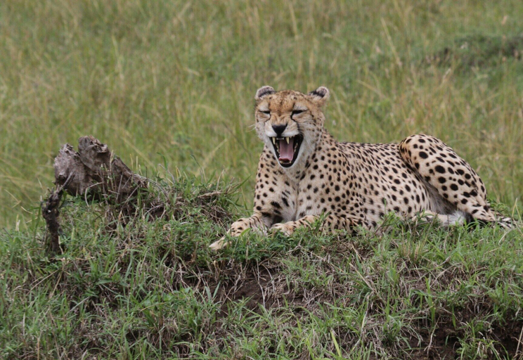 Others 5, Osero Enarau Camp, Narok West
