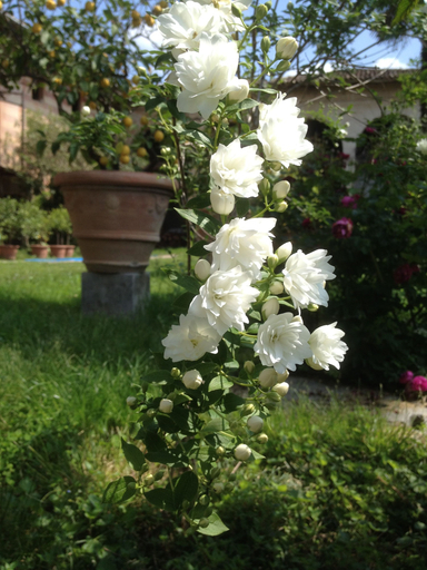 Others 5, B&B Antica Scuderia, Udine