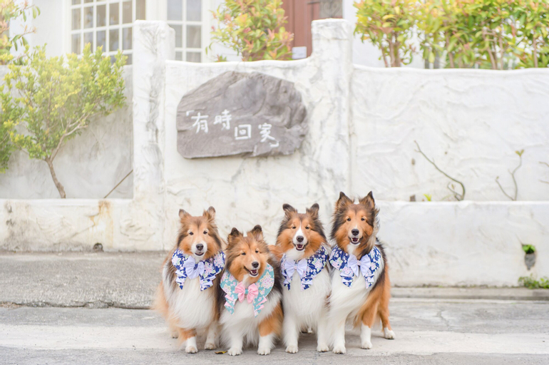 Pet Taitung Homeabout, Taitung