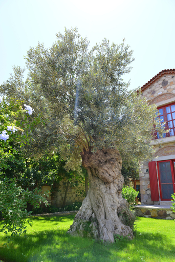 Exterior & Views 2, Alacati Zeytin Konak Hotel, Çeşme