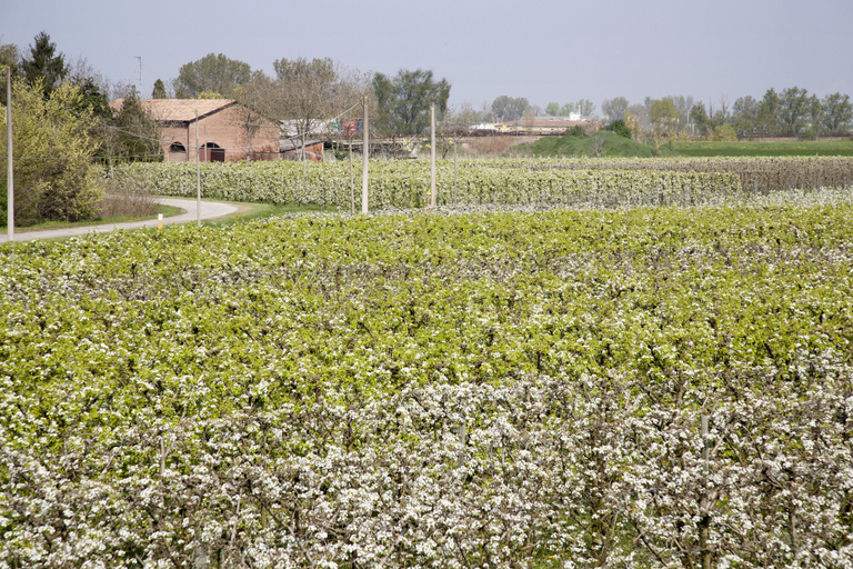 Others 4, Agriturismo Dosso al Porto, Reggio Nell'Emilia