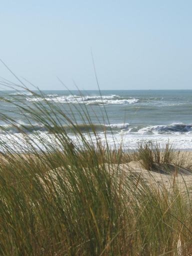 Others 5, Le Héron Cendré, Charente-Maritime