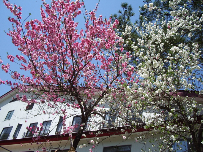 Exterior & Views 2, Hotel Sanmalte, Hakuba