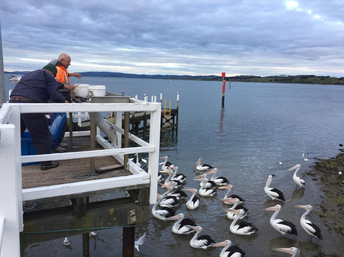 Others 4, Pelicans Motel San Remo, Bass Coast Bal