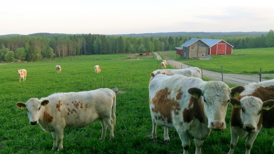Others 5, Anssilan Maatila, North Karelia