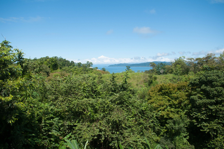 Others 3, Drake Bay Greenleaf, Osa