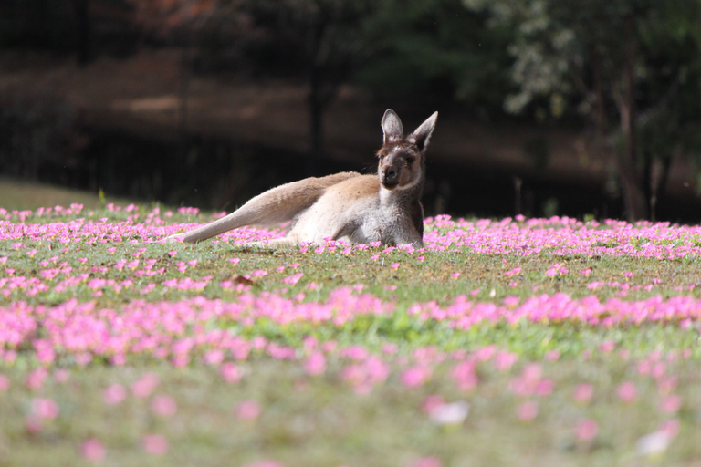 Others 5, Marima Cottages, Manjimup