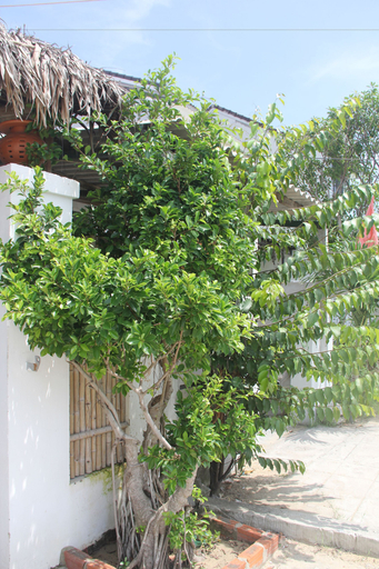 Exterior & Views 2, An Bang Vera Homestay, Da Nang