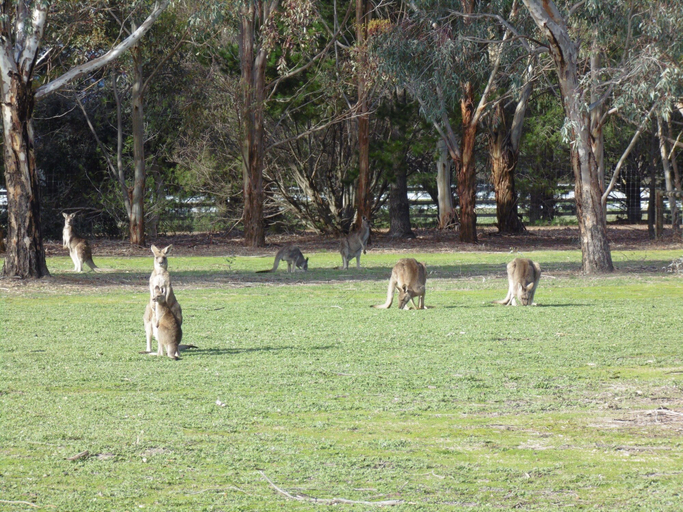 Others 3, Grampians Getaway Resort, N. Grampians - Stawell