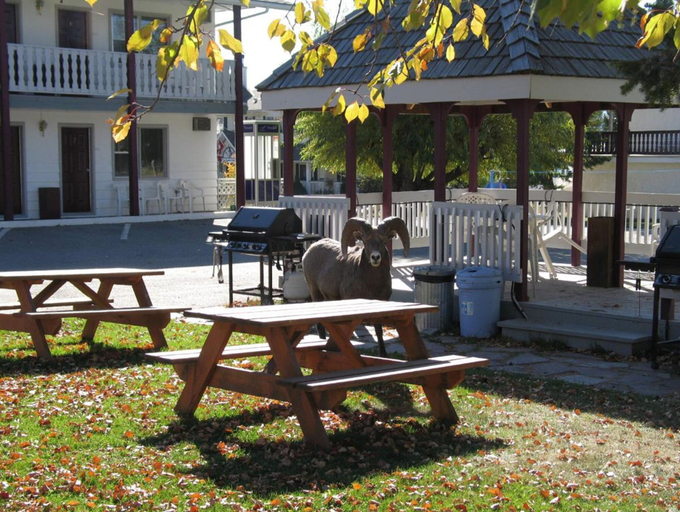 Others 5, Mountain Springs Motel, East Kootenay