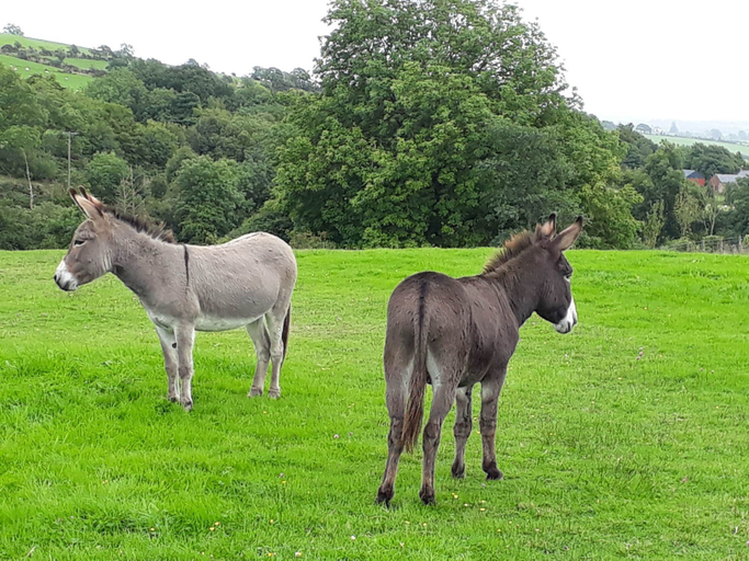 Others 5, Tanglewood Barn, Cumbria